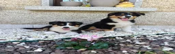 Pastor Australiano perros en venta: Cachorros pastor australiano  - Anuncio 1