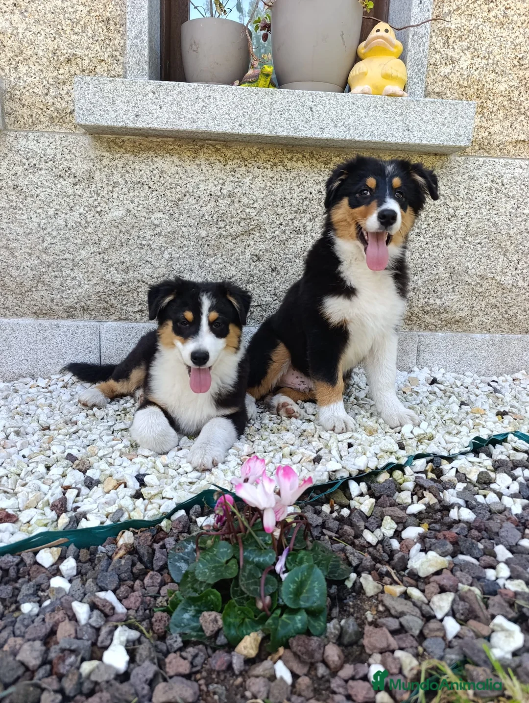 Pastor Australiano perros en venta: Cachorros pastor australiano  - Anuncio 1