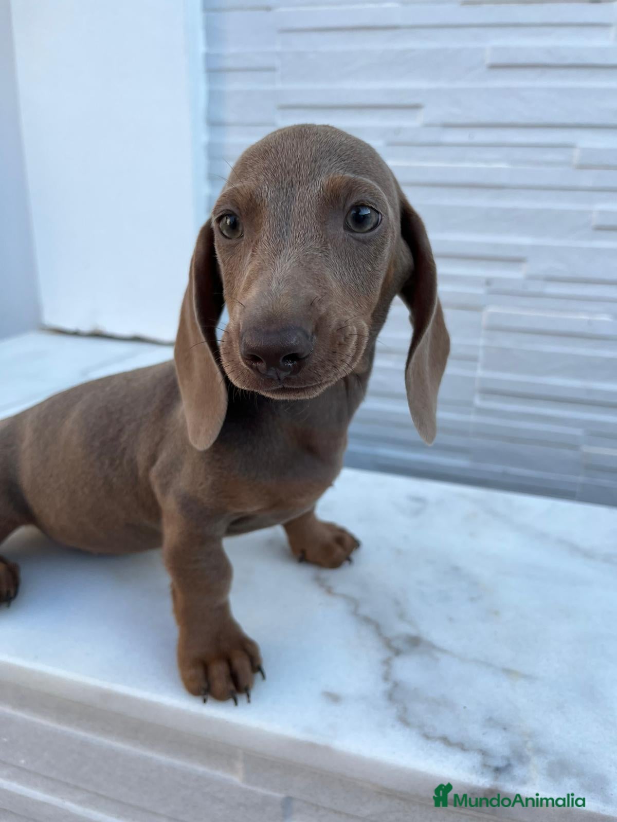 Teckel Miniatura perros TECKEL MINI BLUE/ISABELA - Anuncio 2