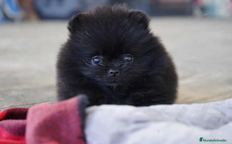 Pomerania perros - Propaganda 11