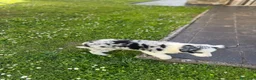 Border Collie perros en venta: Border collie  - Anuncio 2