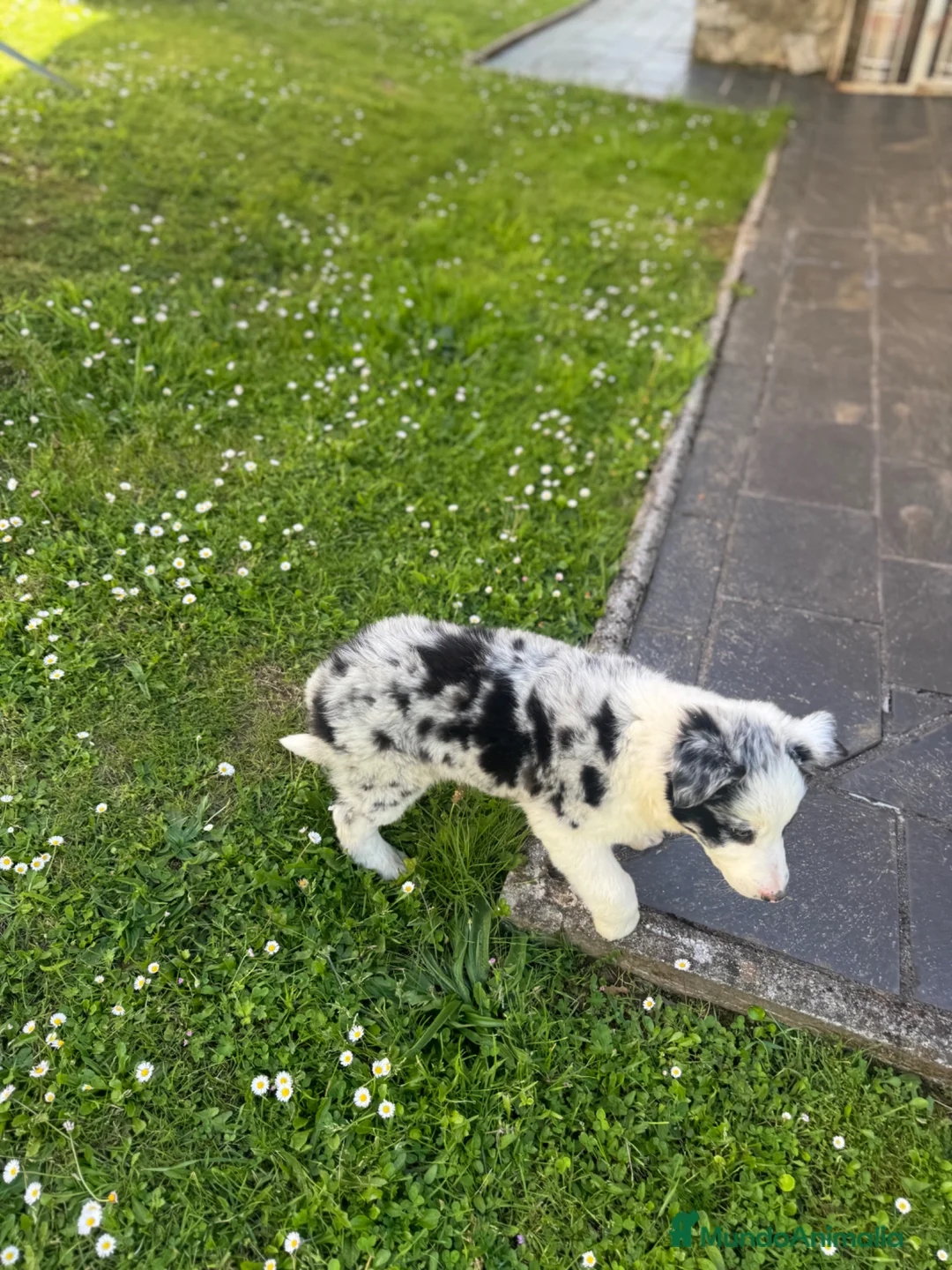 Border Collie perros en venta: Border collie  - Anuncio 2