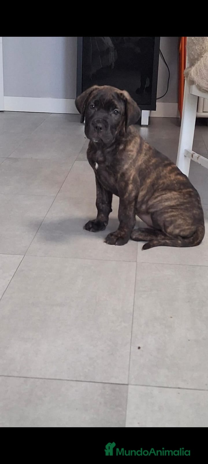 Cane Corso perros Último macho Cane corso  - Anuncio 1
