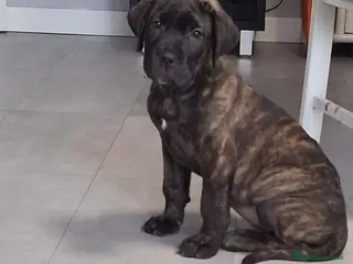 Cane Corso perros Último macho Cane corso - Anuncio 1