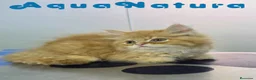 Persa gatos en venta: Persa Chinchilla Macho 6791 AQUANATURA - Anuncio 9
