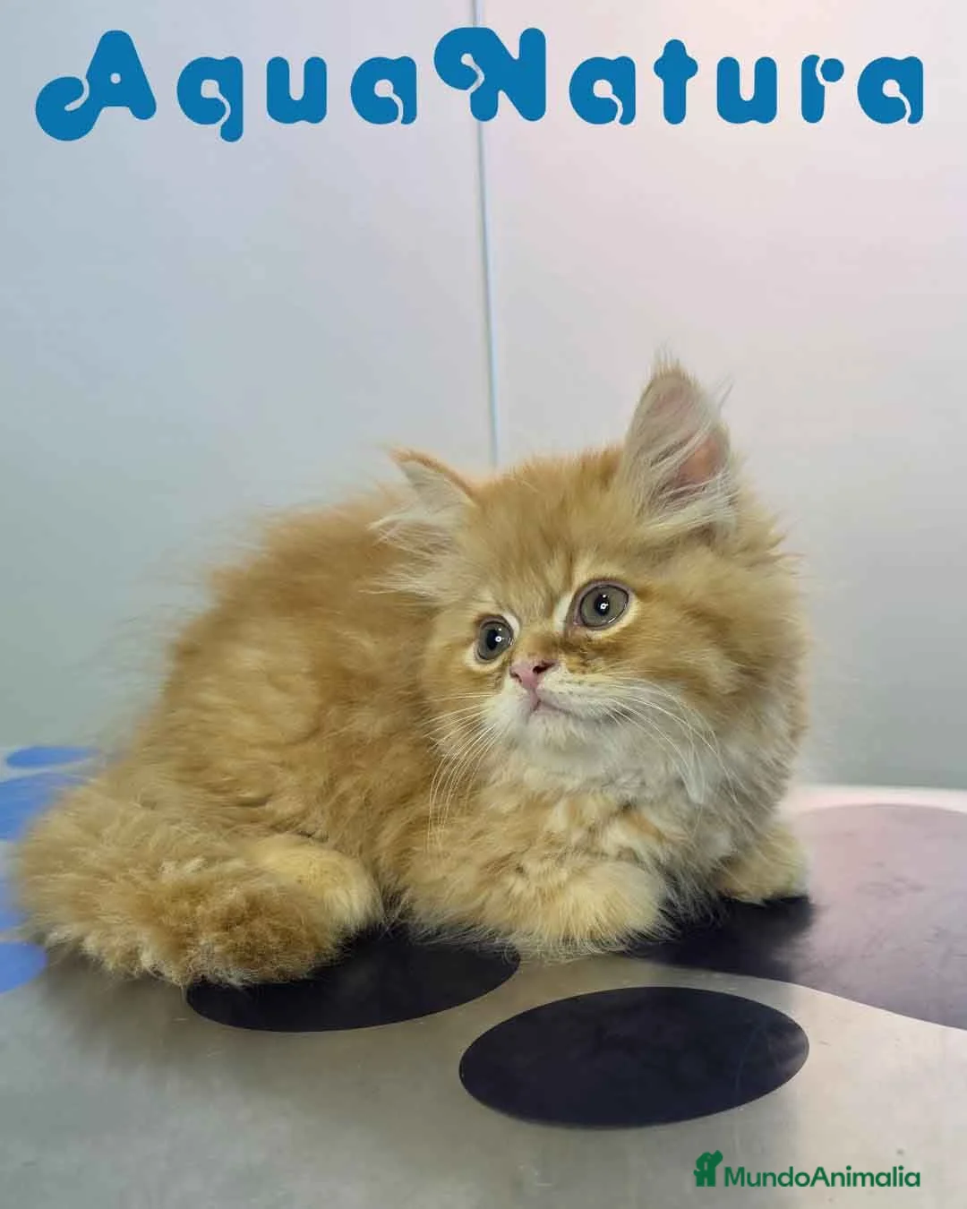 Persa gatos en venta: Persa Chinchilla Macho 6791 AQUANATURA - Anuncio 9