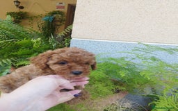 Caniche Toy perros en venta: CANICHES ROJOS EXCLUSIVOS  - Anuncio 4