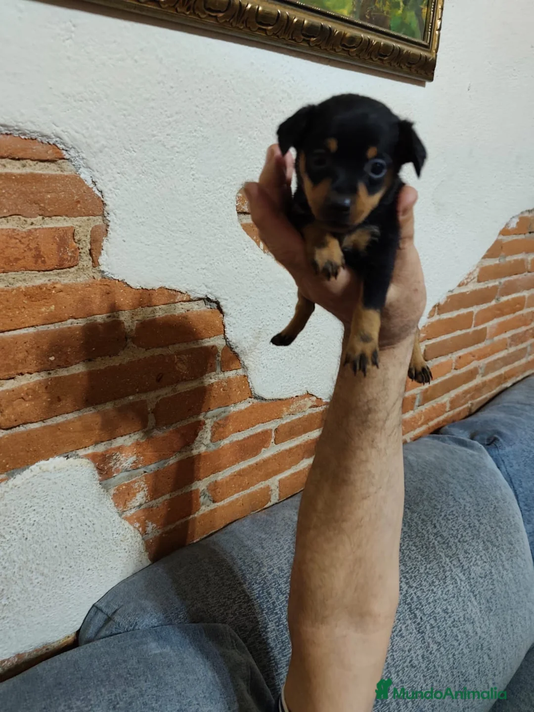 Pinscher Miniatura perros en venta: Mini Pincher  - Anuncio 2