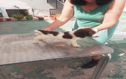 English Springer Spaniel perros en venta: Springer spaniel inglés - Imagen 4