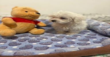 Bichón Maltés perros - Anuncio 6