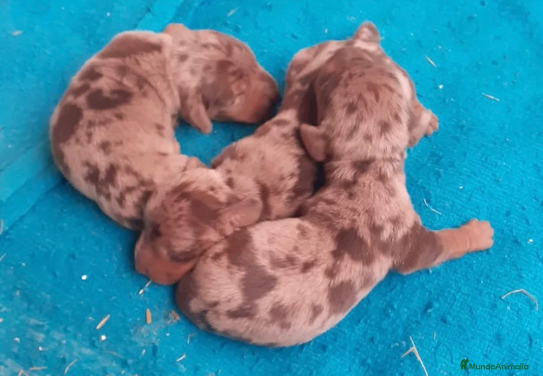 Teckel Miniatura perros en venta: Teckel arlequín chocolate - Anuncio 1