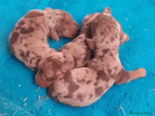 Teckel Miniatura perros Teckel arlequín chocolate - Anuncio 3