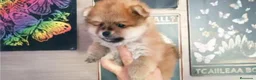 Pomerania perros en venta: CACHORROS DE POMERANIA - Anuncio 4