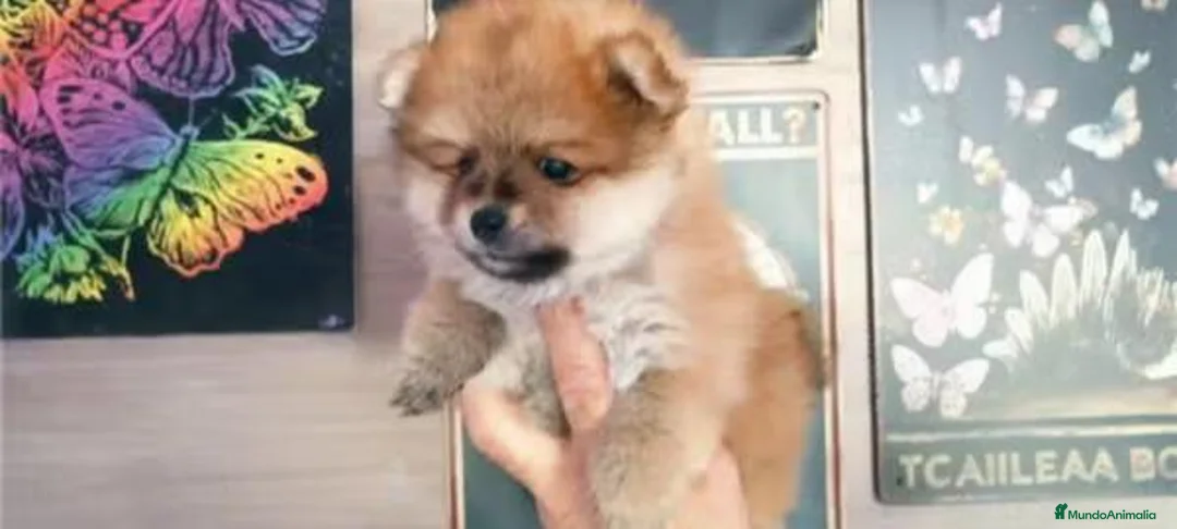 Pomerania perros en venta: CACHORROS DE POMERANIA - Anuncio 4