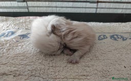 Himalayo gatos en venta: Persas himalayos - Imagen 4