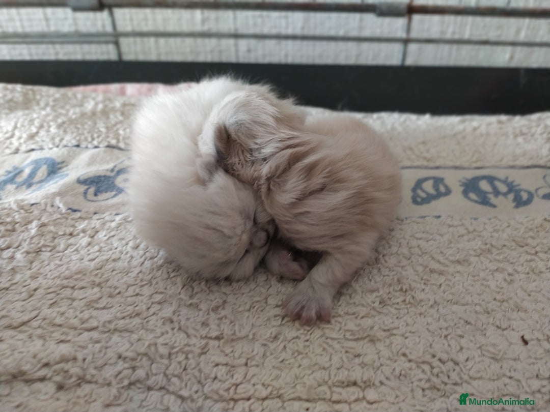 Himalayo gatos en venta: Persas himalayos - Imagen 4