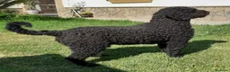 Perro de Agua Español perros en venta: Disponible Perros de agua de calidad  - Anuncio 6