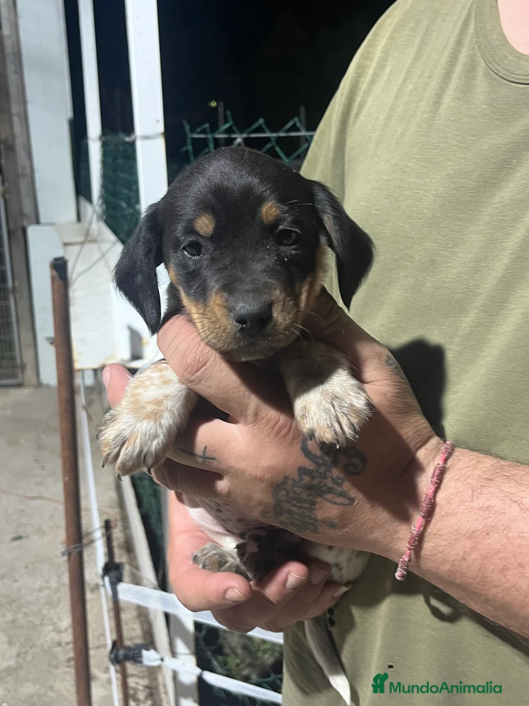Raza Mixta perros en venta: Cachorro - Anuncio 3