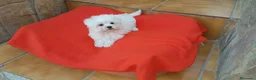 Bichón Maltés perros en venta: Bichón maltes - Anuncio 1