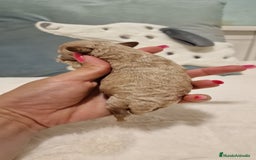 Caniche Toy perros en venta: Hembra y machos caniche toy  - Imagen 5