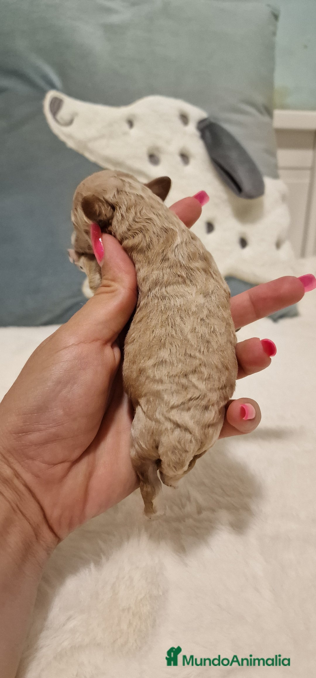 Caniche Toy perros en venta: Hembra y machos caniche toy  - Imagen 5