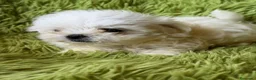 Bichón Maltés perros en venta: BICHÓN MALTÉS COREANO - Anuncio 3