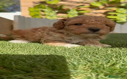 Caniche Toy perros en venta: CANICHE TOY MACHO - Imagen 11
