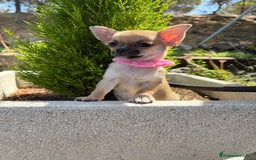 Chihuahua perros en venta: Chihuahua hembra disponible  - Imagen 2