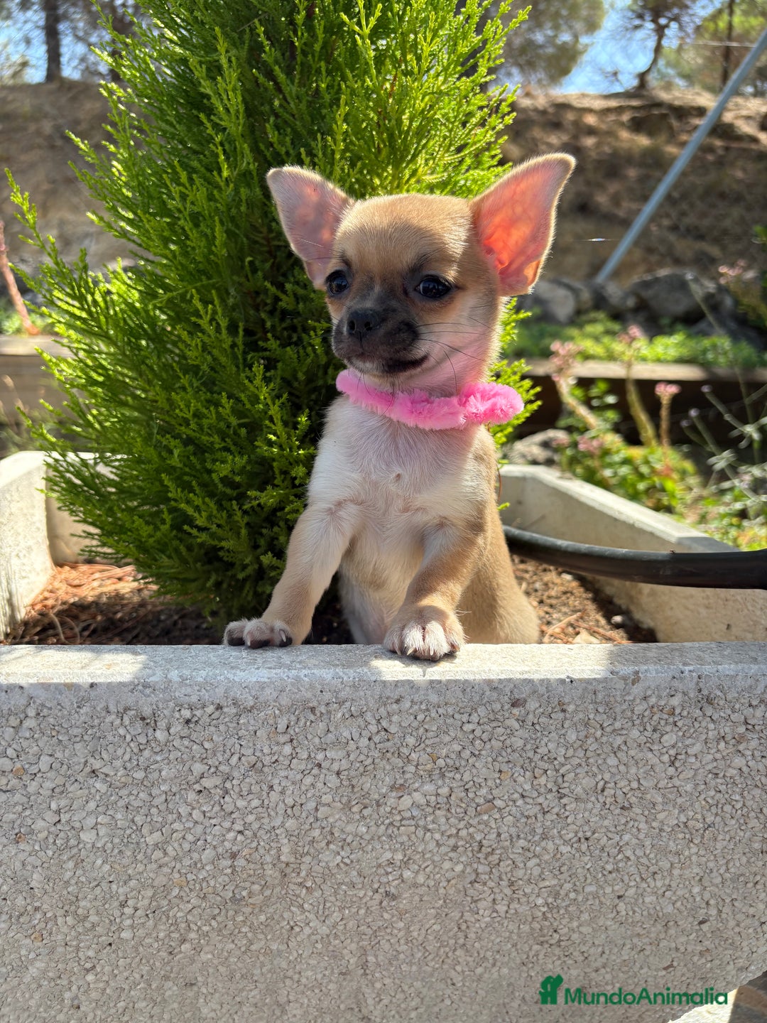 Chihuahua perros en venta: Chihuahua hembra disponible  - Imagen 2