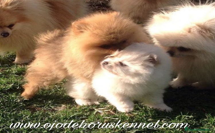 Pomerania perros - Anuncio 1