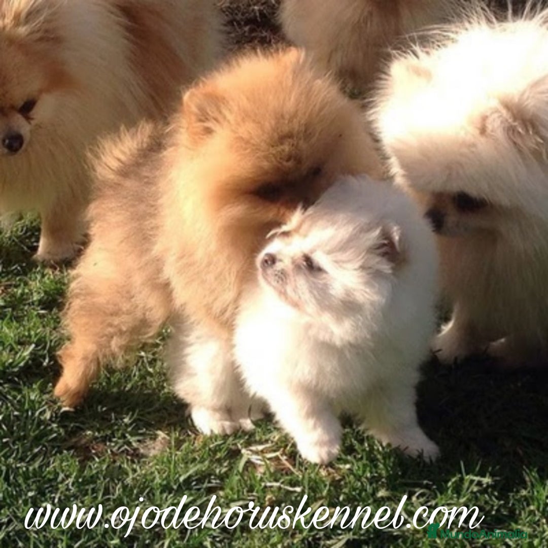 Pomerania perros en venta: Pomerania ositos mini tamaño pequeño  - Imagen 1
