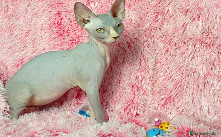 Sphynx gatos - Propaganda 3
