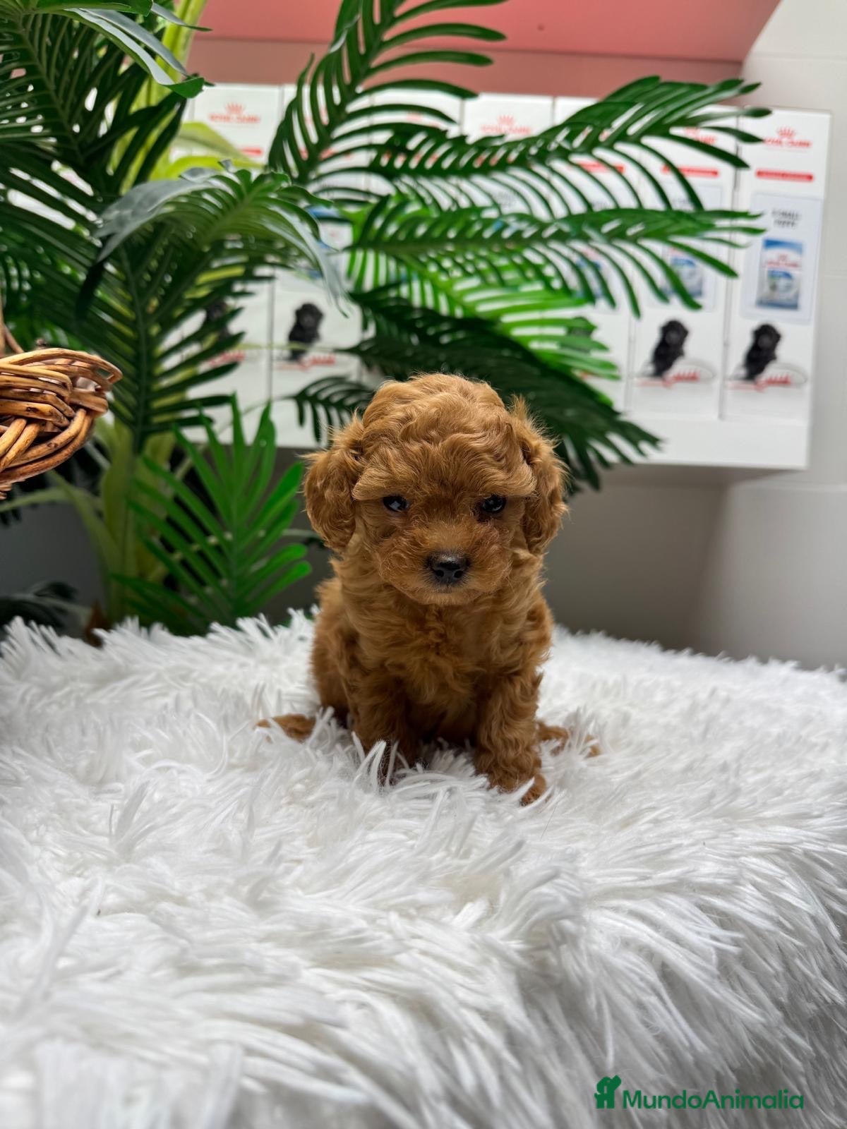 Caniche Toy perros CANICHE TOY - Anuncio 1