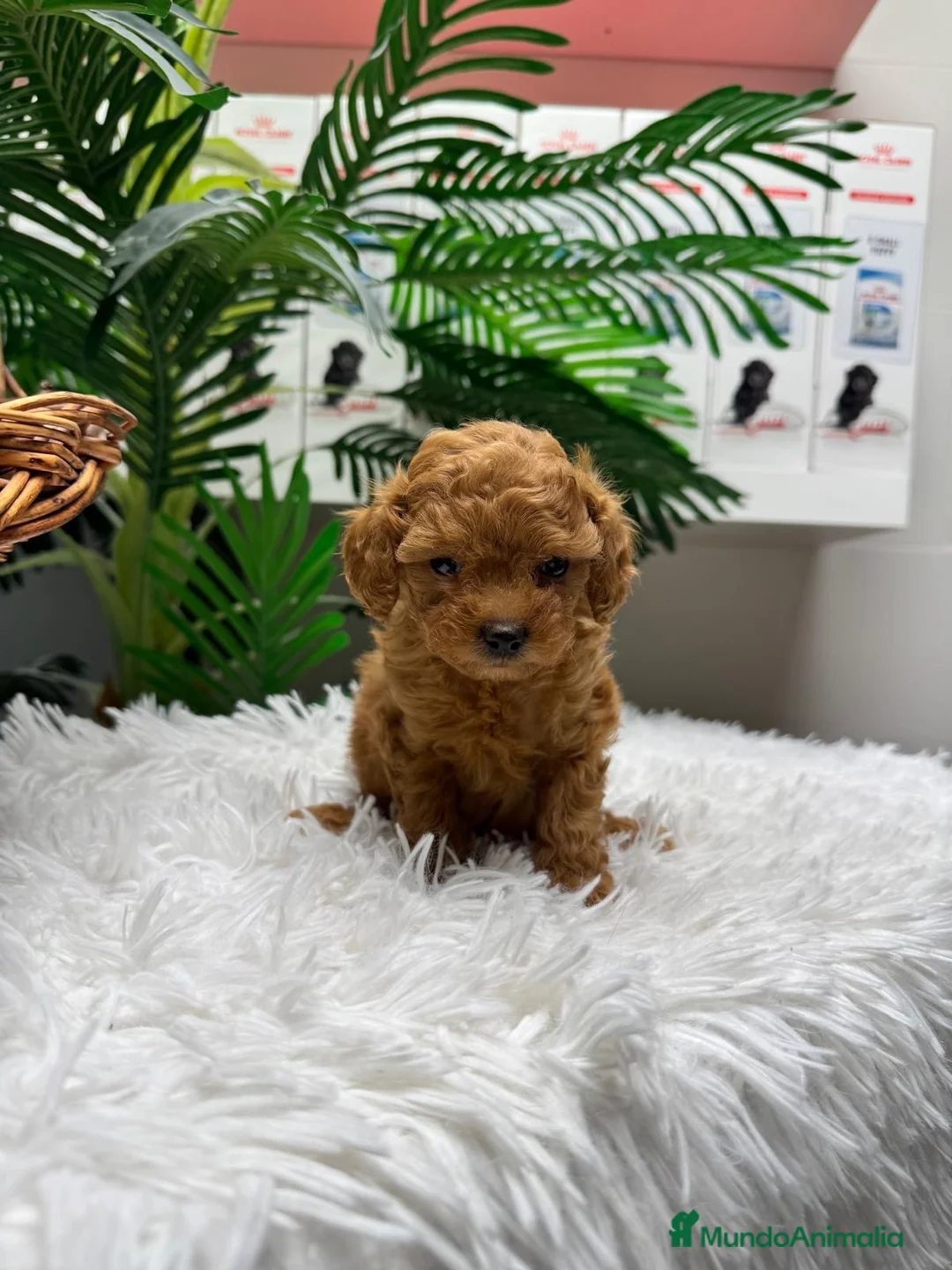 Caniche Toy perros en venta: CANICHE TOY - Anuncio 1
