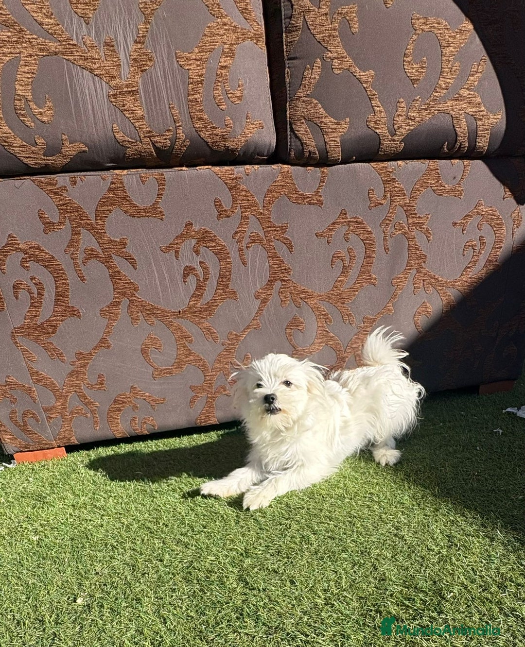 Raza Mixta perros en venta: Maltipom machos - Imagen 6
