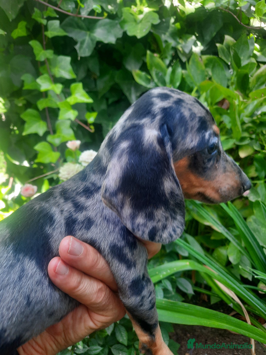 Teckel Miniatura perros en venta: Teckel de pelo corto  - Imagen 2