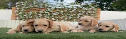 Labrador Retriever perros en venta: LABRADOR RETRIEVER-PRECIO REAL - Anuncio 7