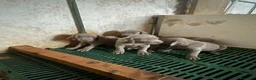 Weimaraner perros en venta: Weimar  - Anuncio 4