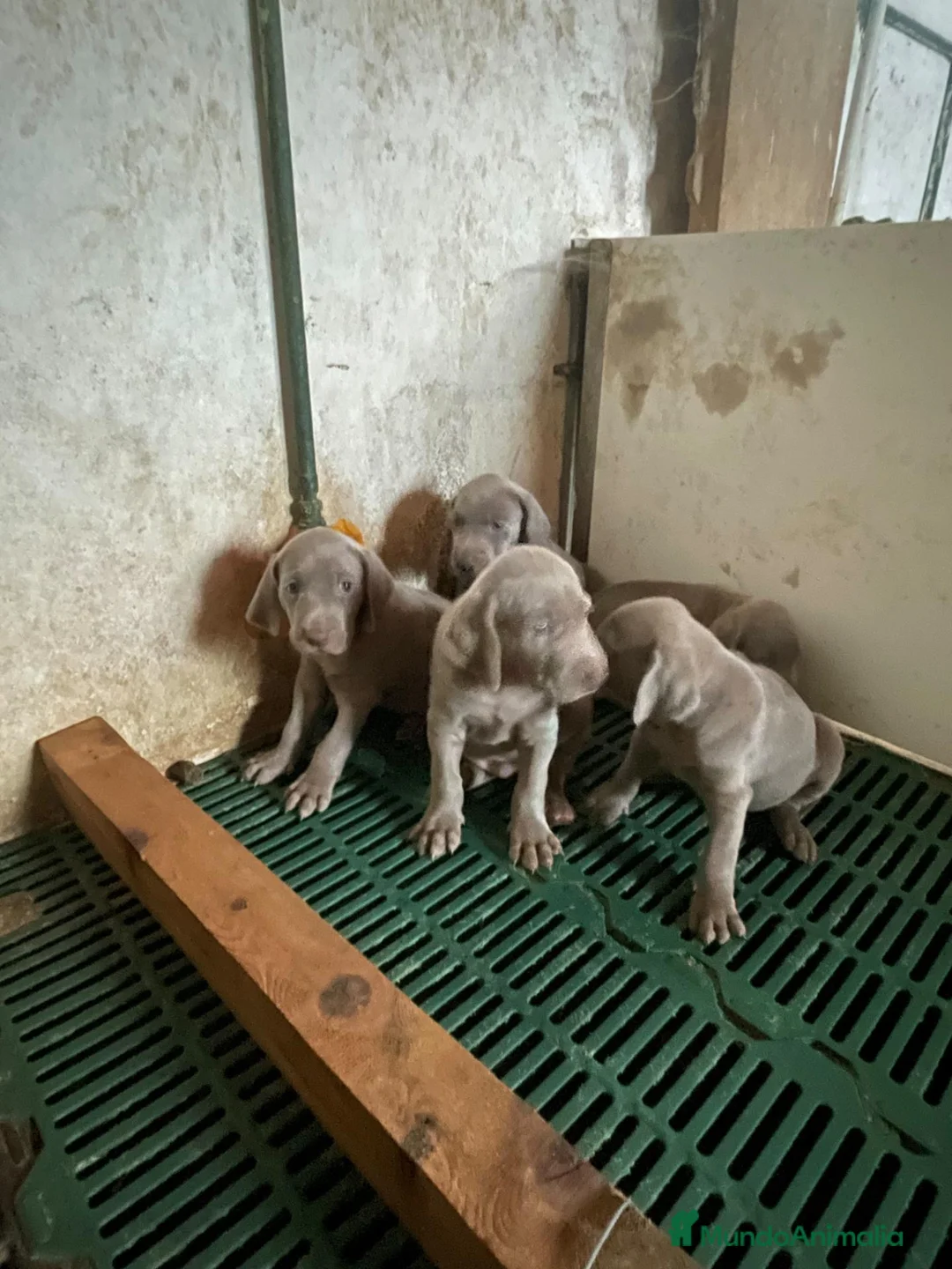Weimaraner perros en venta: Weimar  - Anuncio 4
