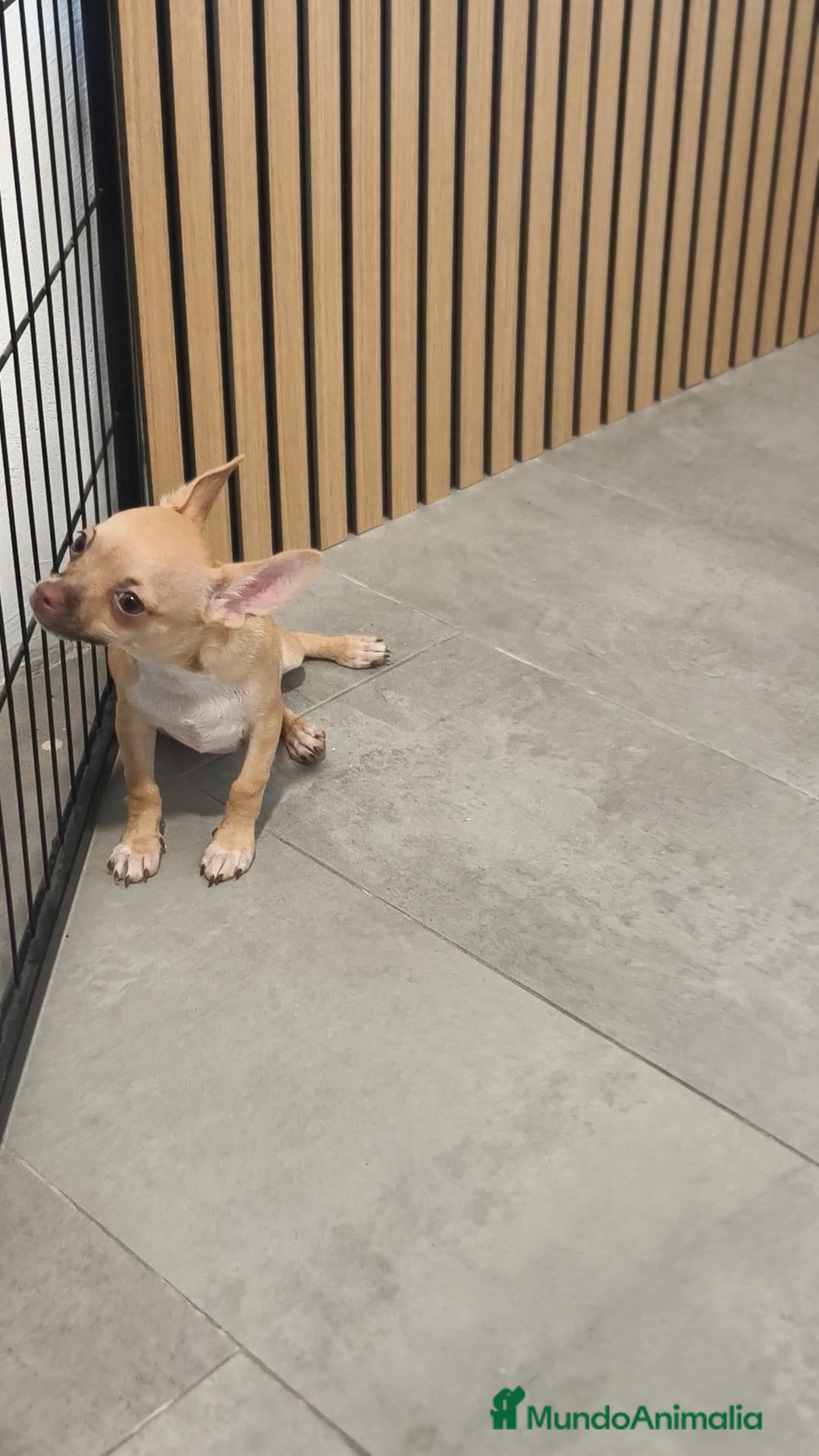 Chihuahua perros Chihuahua Macho 🦌 - Anuncio 1