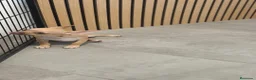 Chihuahua perros en venta: Chihuahua Macho 🦌 - Anuncio 1