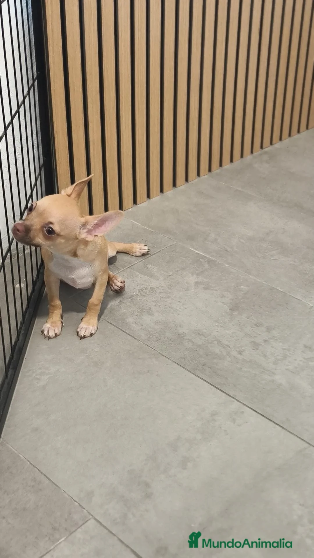 Chihuahua perros en venta: Chihuahua Macho 🦌 - Anuncio 1