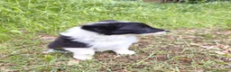Border Collie perros en venta: Border collie  - Anuncio 4