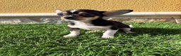Chihuahua perros en venta: Chihuahua Toy tricolor macho - Anuncio 3