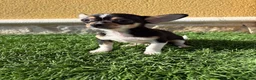 Chihuahua perros en venta: Chihuahua Toy tricolor macho - Anuncio 3