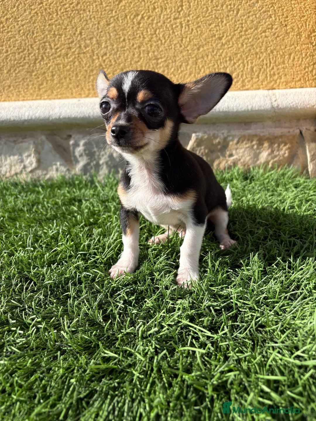 Chihuahua perros en venta: Chihuahua Toy tricolor macho - Anuncio 3