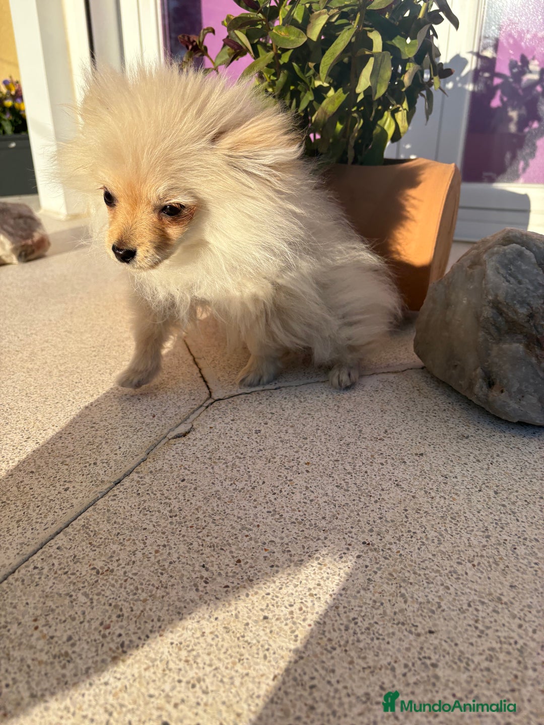 Pomerania perros en venta: Lulu Pomerania Micro Toy  - Anuncio 6