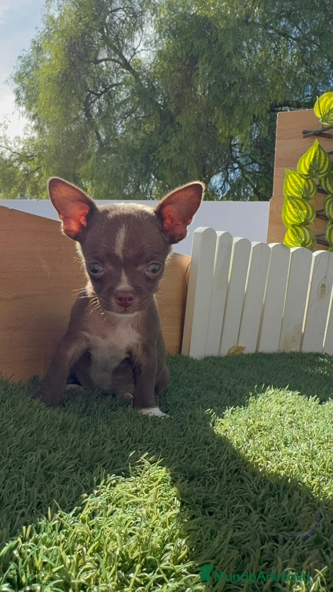 Chihuahua perros en venta: CHIHUAHUA MACHO - Imagen 16