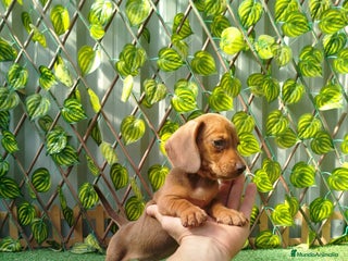 Teckel Miniatura perros Teckels kanichen - Anuncio 2