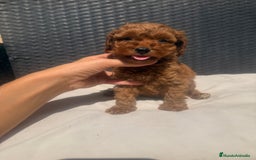 Caniche Toy perros en venta: Caniche toy - Imagen 2